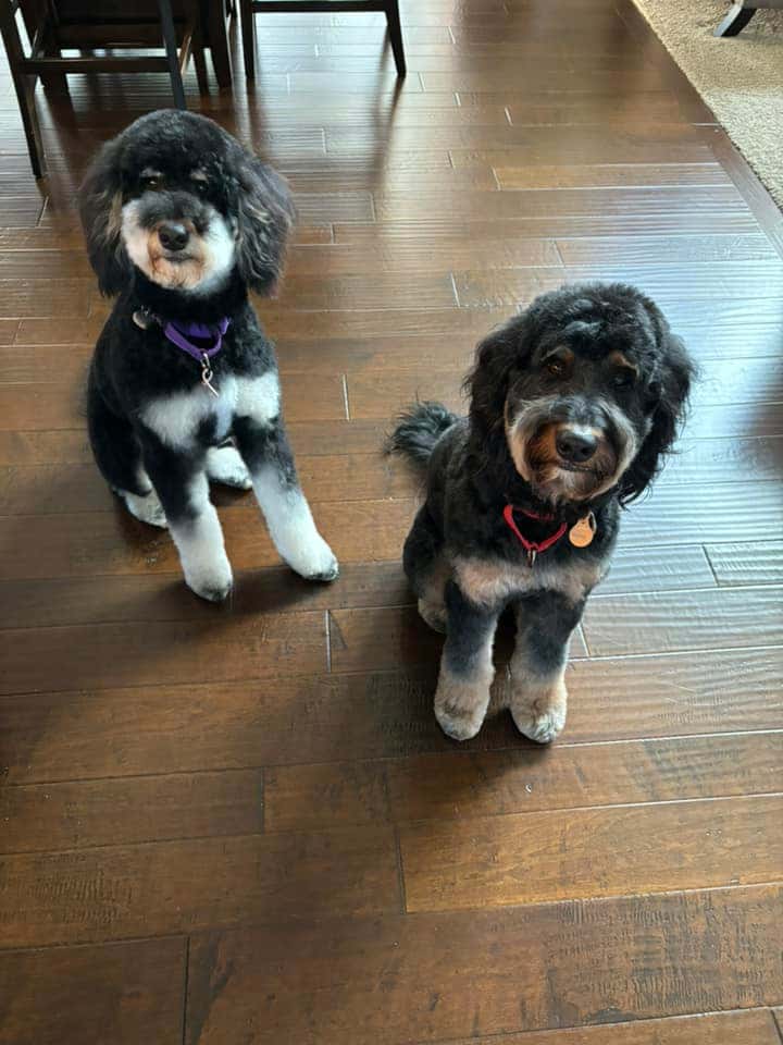 Testimonial - Gypsy and Hazel