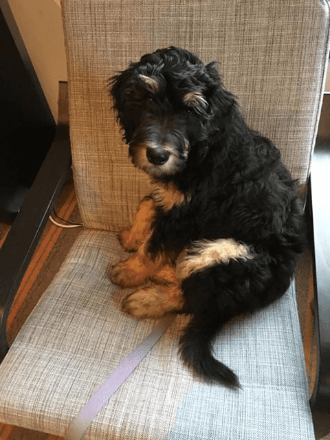 Testimonial - Finn and SueAnn