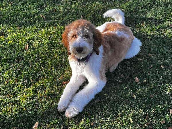 One of Doug Horn's doodles laying in the grass