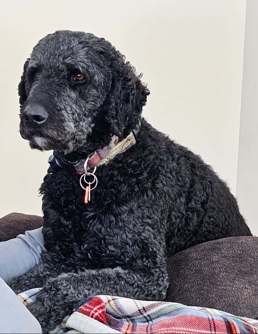 Testimonial - Franklin